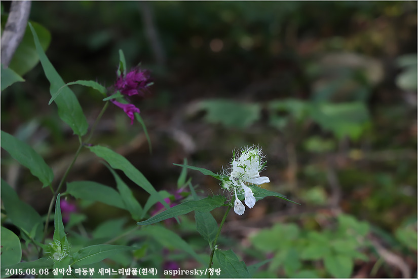 현삼과 며느리밥풀(Melampyrum : 메람피룸)속 알아보기