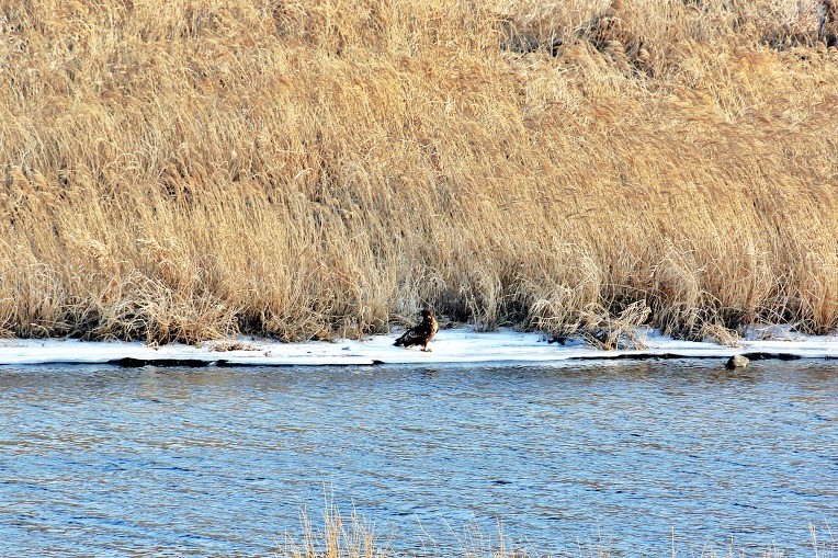 흰꼬리수리 (천연기념물 제243-4호, White-tailed Eagle)유조