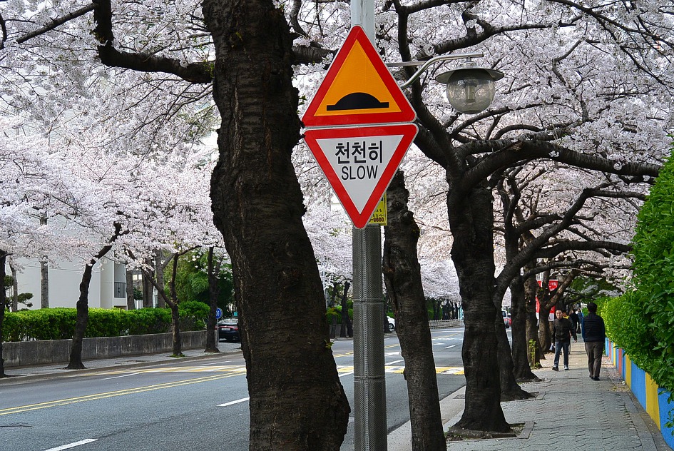 남천동 광안리 벗꽃터널