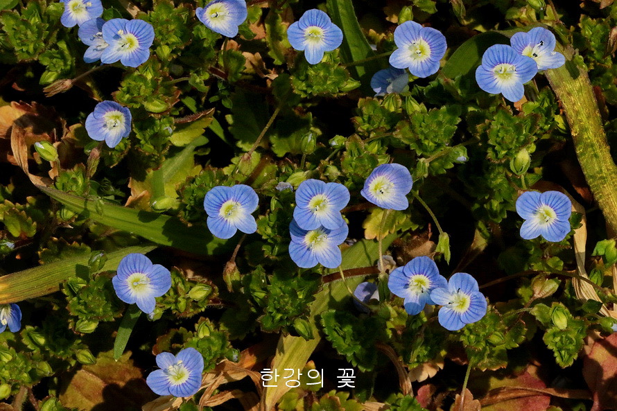 큰개불알풀