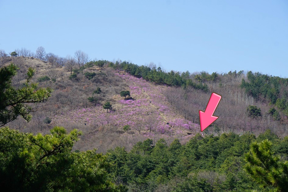 제철 맞은 대구 와룡산~