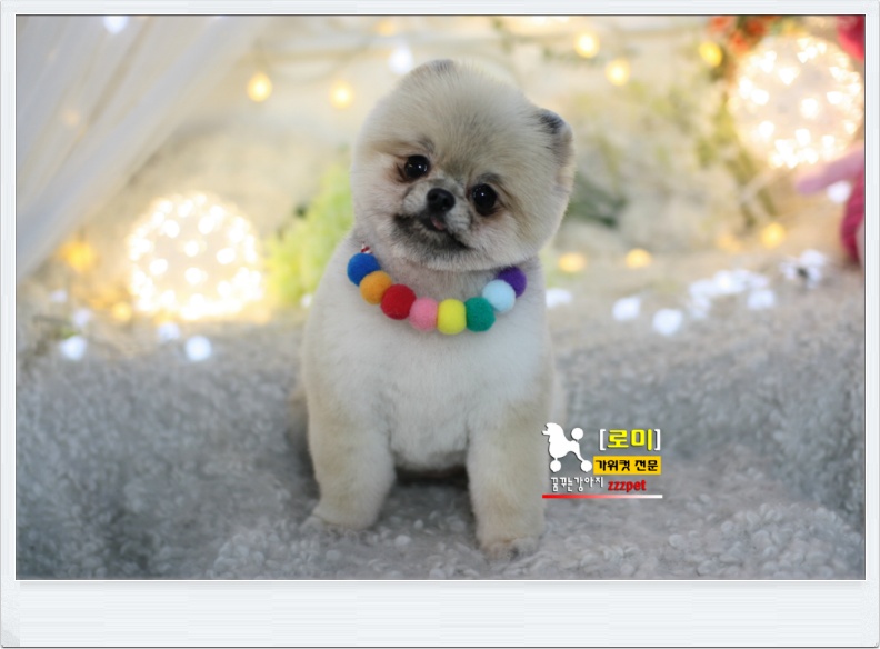 귀여운 포메라니안# 곰돌이컷은 여기서! 대전애견미용 하는곳