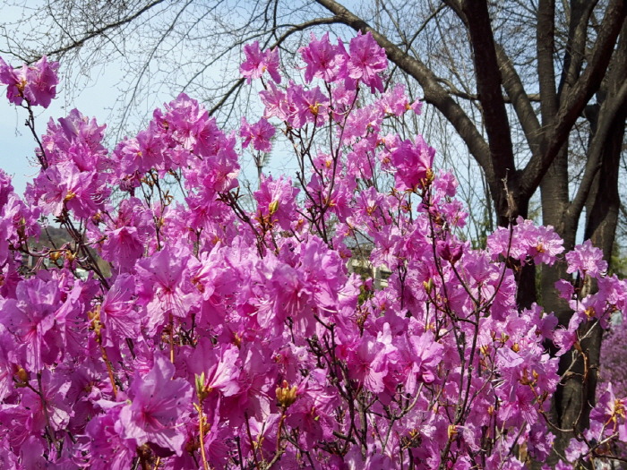부천 원미산 진달래꽃 축제