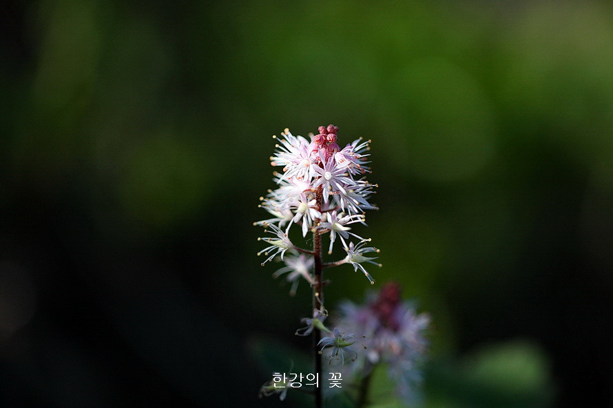 매화헐떡이풀(양종바위취)