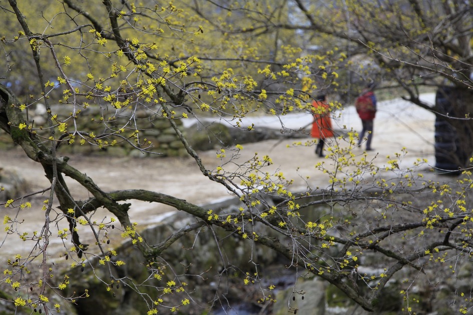 전라도 3월 축제와 봄여행지/전남 3월 축제/전북 3월 축제
