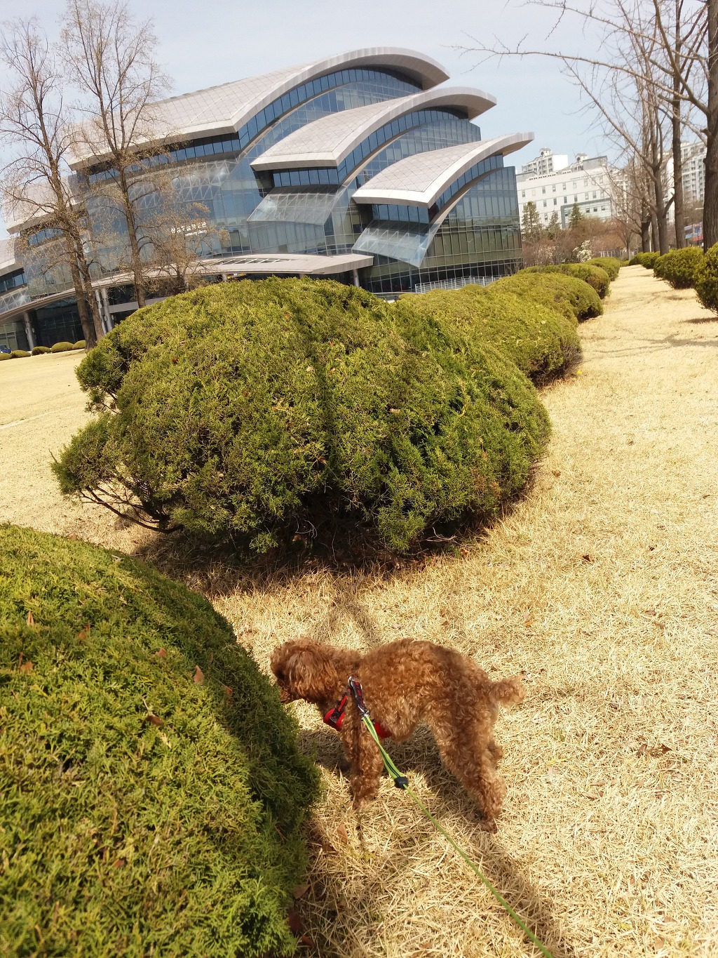 망고님 꽃이랑-4월7일
