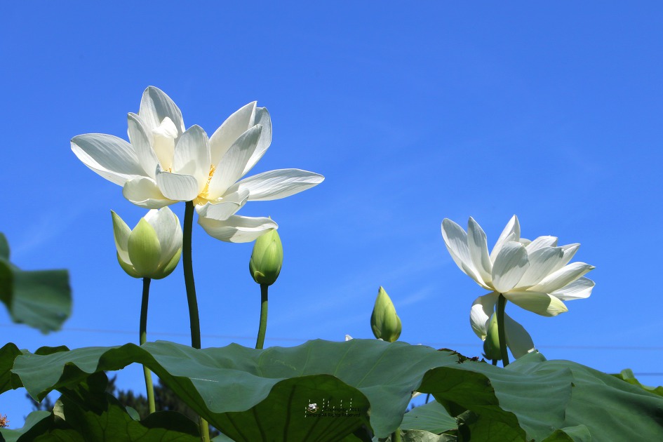 김제 가볼만한 곳. 김제 하소백련축제 미리 다녀왔어요.