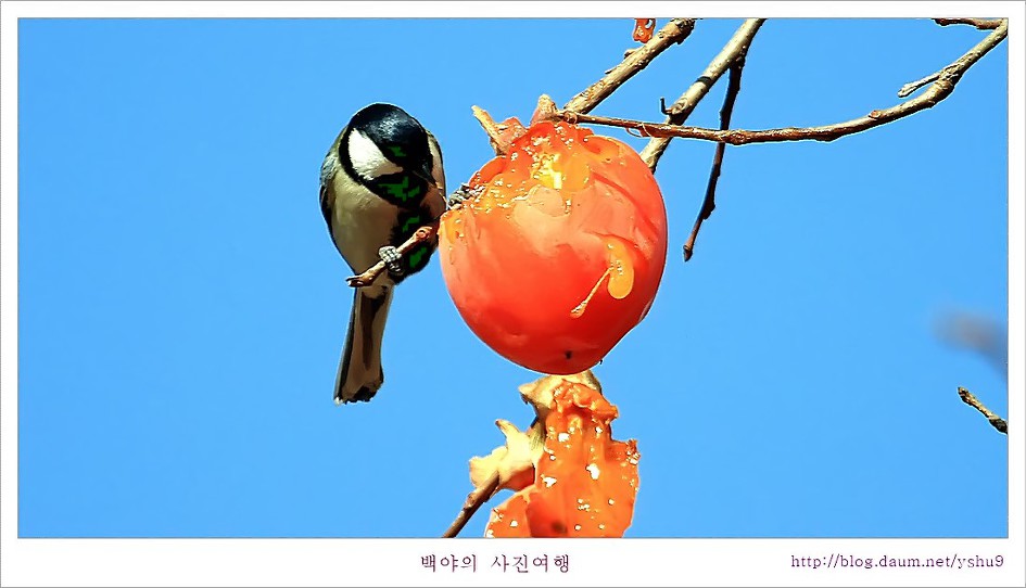감나무 홍시에 맛드린 박새와 직박구리