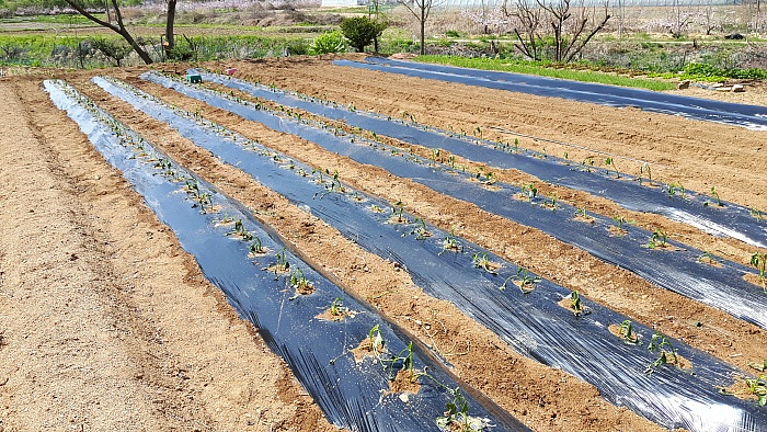 2018년의 4월의 농사일기