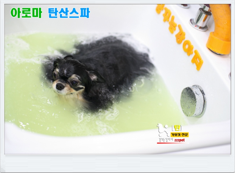 페퍼민트 아로마 탄산스파 : 대전애견미용