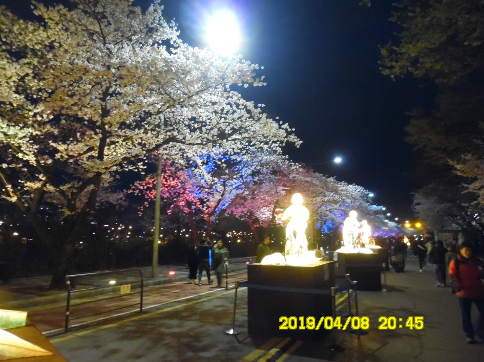 [여의도] 윤중로 벚꽃