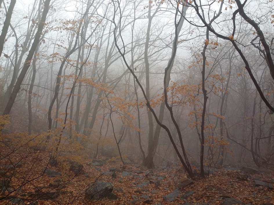 천마산, 봄바람난 년들을 찾아 나서다.