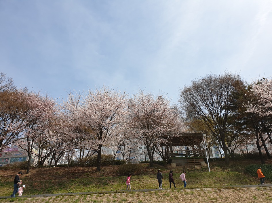 ［하트자전거길］한강에서 꽃구경하며 자전거로 달렸다. 2019. 04. 07